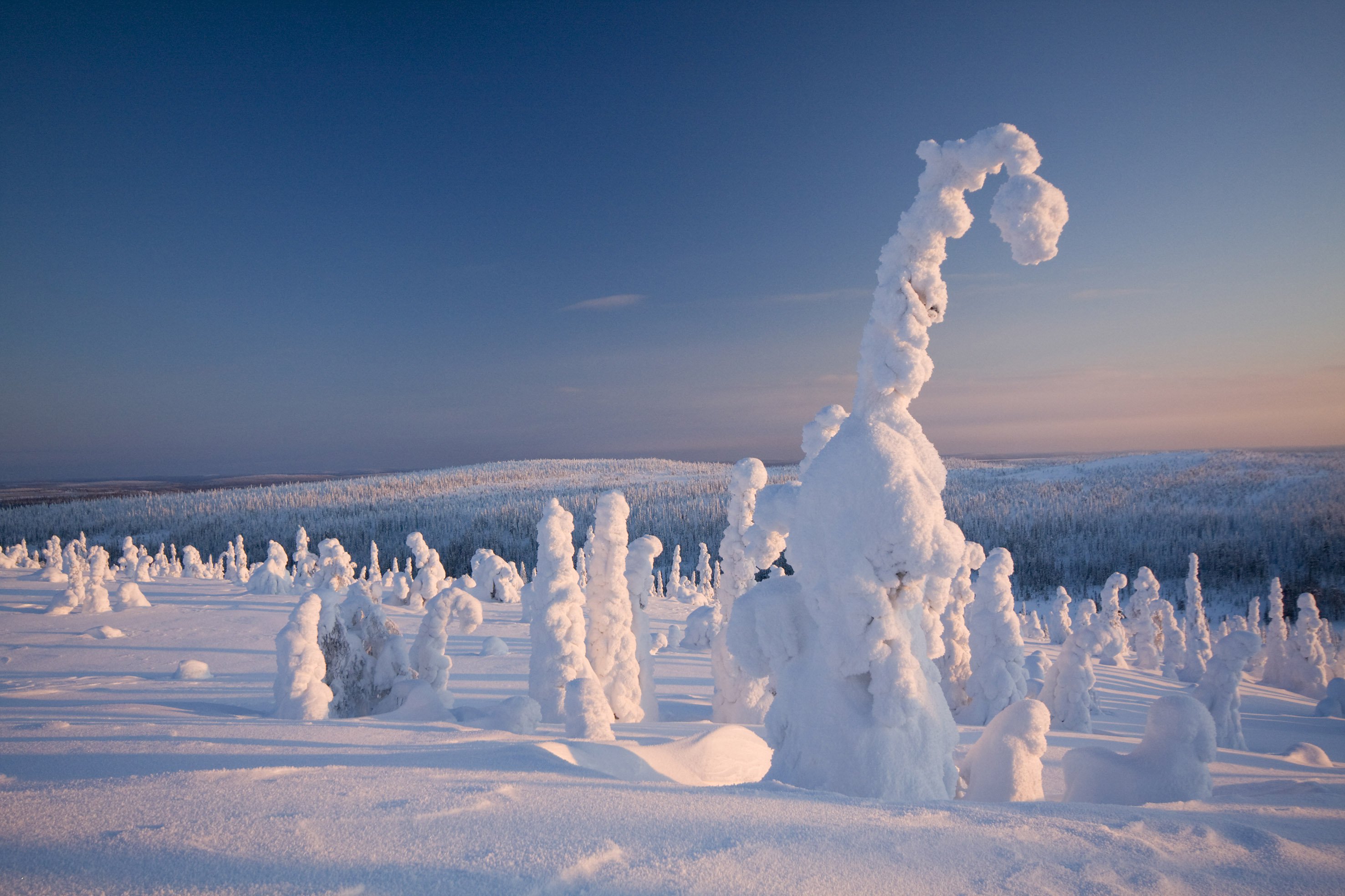 frozen-forest-finland-woe1