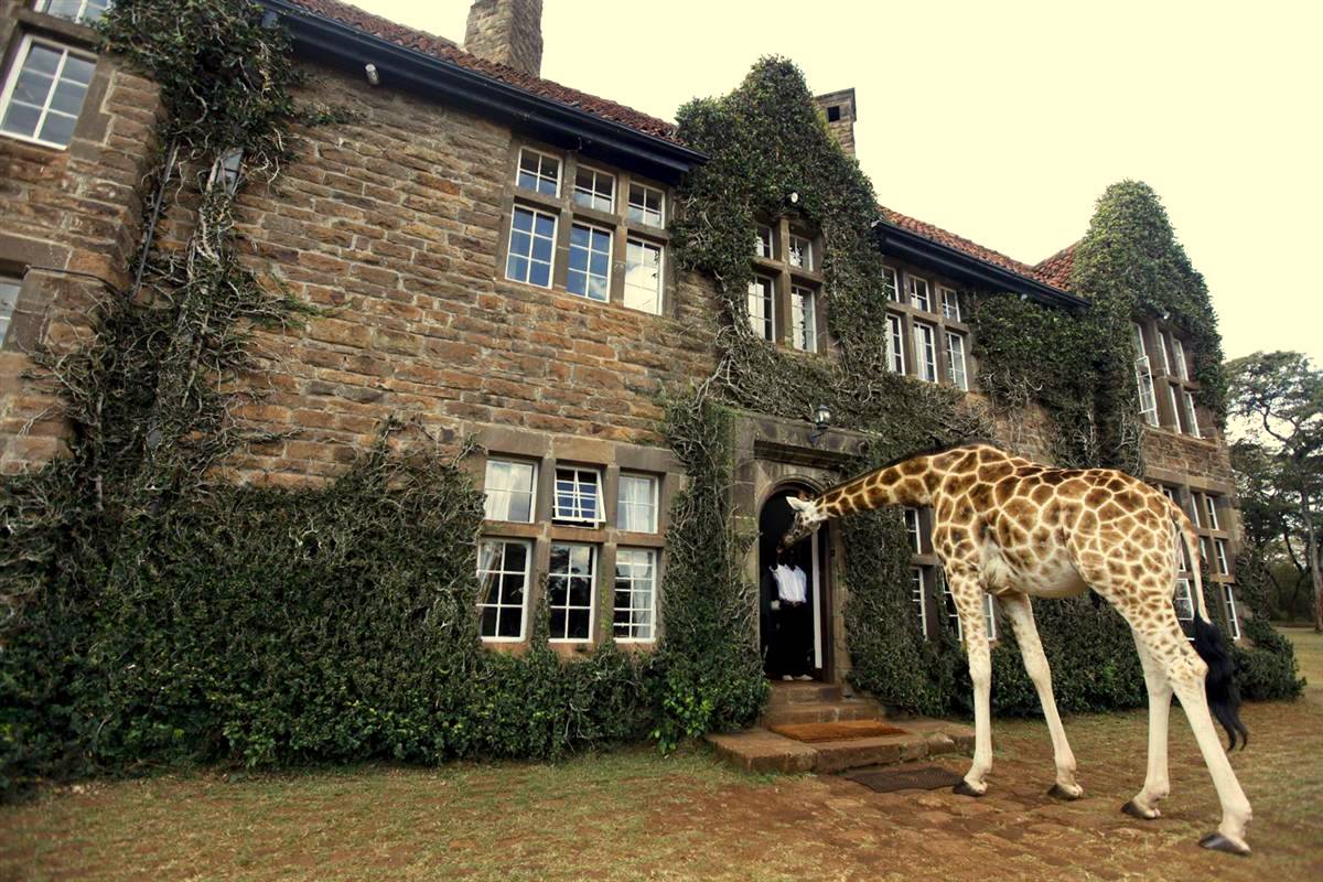 Giraffe-Manor-4