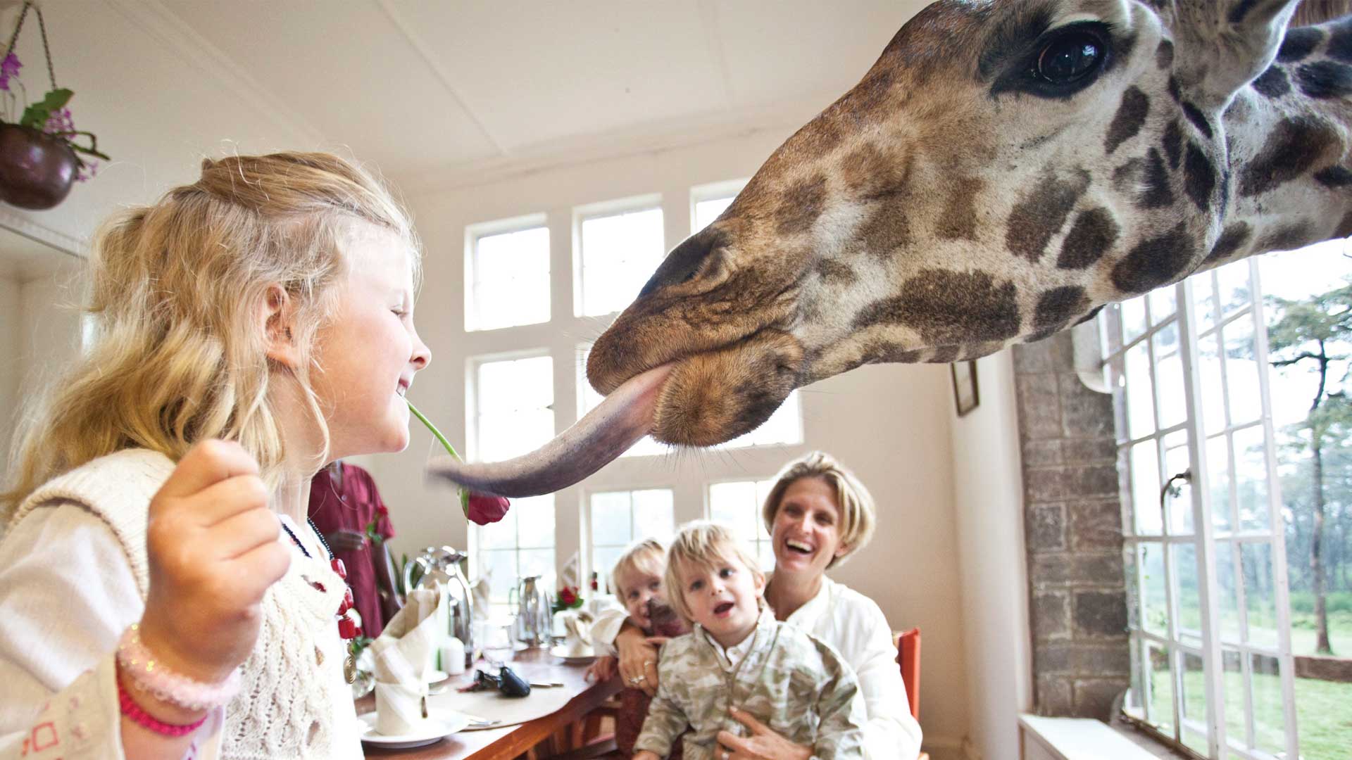 Закуска с жирафи – Хотел Giraffe Manor